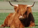 Highland Cow