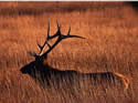 Stag